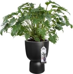 Elho Pure Coupe 41 - Bloempot Voor Binnen & Buiten - Ø 41.3 X H 57.9 Cm - Zwart/Zwart -Tuingereedschaps Winkel 1181x1200 1
