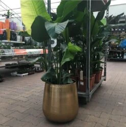 Gina Da Bloempot Karakter Goud - XL -Tuingereedschaps Winkel 1191x1200 2