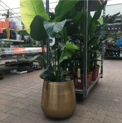 Merkloos Bloempot Karakter Goud - L 9 Merkloos Bloempot Karakter Goud - L -Tuingereedschaps Winkel 1191x1200 3