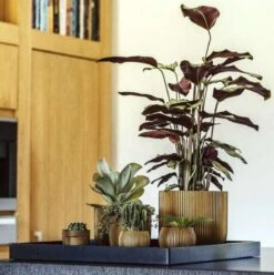 Capi Europe - Bloempot Bol Groove - 23x21 - Goud - Bloempot Voor Binnen - BGVGB134 -Tuingereedschaps Winkel 1195x1200 2