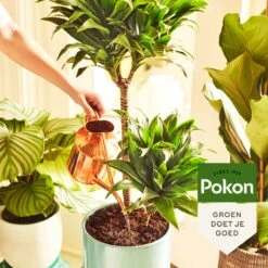 Pokon Groene Planten Voedingsstaafjes - 24st - Plantenvoeding - Meststofstaafjes -Tuingereedschaps Winkel 1200x1200 488