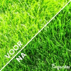Gazonmest All-In-One (20Kg - Voor 400m2) Voor Een Diepgroen Sterk Gazon Zonder Mos En Onkruid - Complete Meststof Met Kalk En Grasversterker - Organifer -Tuingereedschaps Winkel 1200x1200 490