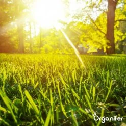 Gazonmest All-In-One (20Kg - Voor 400m2) Voor Een Diepgroen Sterk Gazon Zonder Mos En Onkruid - Complete Meststof Met Kalk En Grasversterker - Organifer -Tuingereedschaps Winkel 1200x1200 501