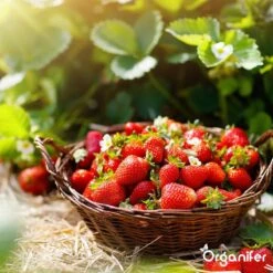 Lavagruis Uit Eifel Oergesteente (20Kg Voor 200m2) Grof Lavameel 0-2mm - Organifer 17 Lavagruis Uit Eifel Oergesteente (20Kg Voor 200m2) Grof Lavameel 0-2mm - Organifer -Tuingereedschaps Winkel 1200x1200 504