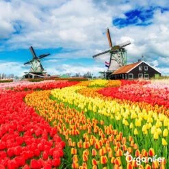 Lavagruis Uit Eifel Oergesteente (20Kg Voor 200m2) Grof Lavameel 0-2mm - Organifer 18 Lavagruis Uit Eifel Oergesteente (20Kg Voor 200m2) Grof Lavameel 0-2mm - Organifer -Tuingereedschaps Winkel 1200x1200 505