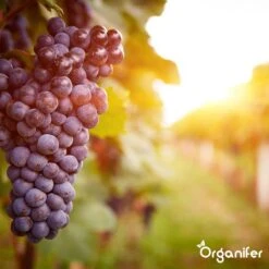 Lavagruis Uit Eifel Oergesteente (20Kg Voor 200m2) Grof Lavameel 0-2mm - Organifer 19 Lavagruis Uit Eifel Oergesteente (20Kg Voor 200m2) Grof Lavameel 0-2mm - Organifer -Tuingereedschaps Winkel 1200x1200 506