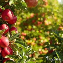 Lavagruis Uit Eifel Oergesteente (20Kg Voor 200m2) Grof Lavameel 0-2mm - Organifer 24 Lavagruis Uit Eifel Oergesteente (20Kg Voor 200m2) Grof Lavameel 0-2mm - Organifer -Tuingereedschaps Winkel 1200x1200 511