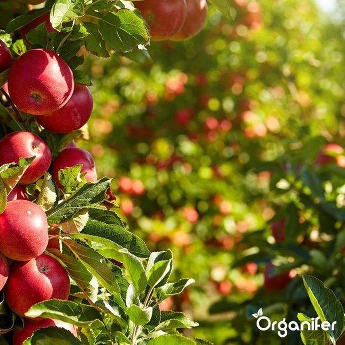 Lavagruis Uit Eifel Oergesteente (20Kg Voor 200m2) Grof Lavameel 0-2mm - Organifer 10 Lavagruis Uit Eifel Oergesteente (20Kg Voor 200m2) Grof Lavameel 0-2mm - Organifer - Afbeelding 10