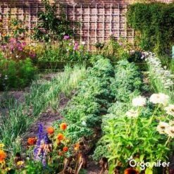 Lavagruis Uit Eifel Oergesteente (20Kg Voor 200m2) Grof Lavameel 0-2mm - Organifer 28 Lavagruis Uit Eifel Oergesteente (20Kg Voor 200m2) Grof Lavameel 0-2mm - Organifer -Tuingereedschaps Winkel 1200x1200 515