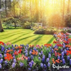 Lavagruis Uit Eifel Oergesteente (20Kg Voor 200m2) Grof Lavameel 0-2mm - Organifer 29 Lavagruis Uit Eifel Oergesteente (20Kg Voor 200m2) Grof Lavameel 0-2mm - Organifer -Tuingereedschaps Winkel 1200x1200 516