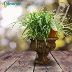 Bloomin Waterdruppelaar Van Terracotta - Waterdruppelaar Voor Planten - Druppelsysteem - Irrigatiesysteem - Watergeefsysteem - Bewateringssysteem - 8 Stuks 10 Bloomin Waterdruppelaar Van Terracotta - Waterdruppelaar Voor Planten - Druppelsysteem - Irrigatiesysteem - Watergeefsysteem - Bewateringssysteem - 8 Stuks -Tuingereedschaps Winkel 1200x1200 670