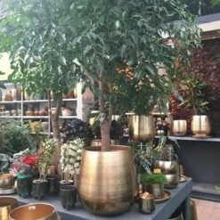 Gina Da Bloempot Karakter Goud - XL -Tuingereedschaps Winkel 1200x1200 787