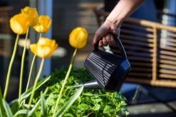 Xala - Gieter Doppio Groove 2L Olijfgrijs 5 Xala - Gieter Doppio Groove 2L Olijfgrijs -Tuingereedschaps Winkel 1200x799 45