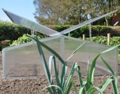 Royal Well Broeikas Silver Thyme -Tuingereedschaps Winkel 1200x947