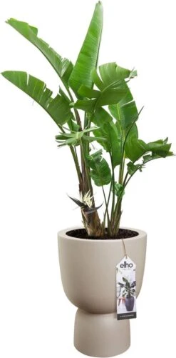 Elho Pure Coupe 41 - Bloempot Voor Binnen & Buiten - Ø 41.3 X H 57.9 Cm - Beige/Balanced Beige -Tuingereedschaps Winkel 592x1200 2