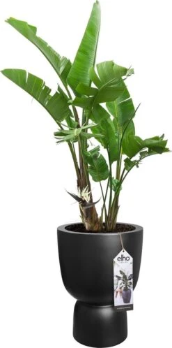 Elho Pure Coupe 41 - Bloempot Voor Binnen & Buiten - Ø 41.3 X H 57.9 Cm - Zwart/Zwart -Tuingereedschaps Winkel 595x1200 3