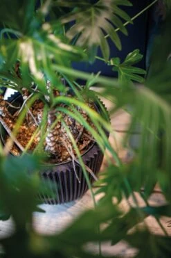 Capi Europe - Vaas Elegant Laag Groove NL - 46x58 - Goud - Voor Binnen En Buiten - KGVGB783 -Tuingereedschaps Winkel 799x1200 23