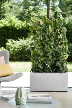 Elho Vivo Structure Finish Lang 90 - Plantenbak Voor Binnen & Buiten - Ø 88 X H 41 - Wit 34 Elho Vivo Structure Finish Lang 90 - Plantenbak Voor Binnen & Buiten - Ø 88 X H 41 - Wit -Tuingereedschaps Winkel 800x1200 44