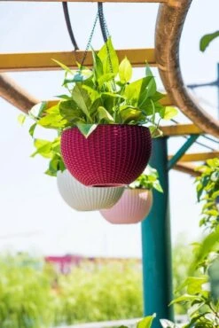 Hangpot Kunststof – Bloempot Hangend – Binnen & Buiten- Plantenhanger –Incl. Afvoerstop – 26 Cm - Zwart 7 Hangpot Kunststof – Bloempot Hangend – Binnen & Buiten- Plantenhanger –Incl. Afvoerstop – 26 Cm - Zwart -Tuingereedschaps Winkel 801x1200 6