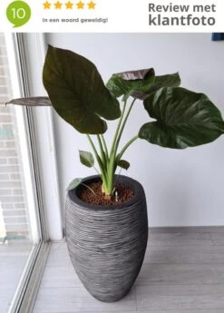 Capi Europe - Vaas Elegant Deluxe Rib NL - 40x60 - Antraciet - Voor Binnen En Buiten - KOFZ1131 16 Capi Europe - Vaas Elegant Deluxe Rib NL - 40x60 - Antraciet - Voor Binnen En Buiten - KOFZ1131 -Tuingereedschaps Winkel 858x1200