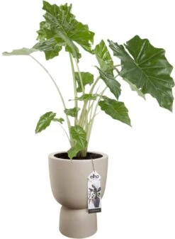 Elho Pure Coupe 35 - Bloempot Voor Binnen & Buiten - Ø 34.9 X H 49.0 Cm - Beige/Balanced Beige 33 Elho Pure Coupe 35 - Bloempot Voor Binnen & Buiten - Ø 34.9 X H 49.0 Cm - Beige/Balanced Beige -Tuingereedschaps Winkel 880x1200 1