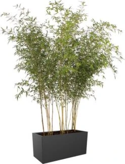Elho Vivo Matt Finish Lang Wielen 90 - Grote Staande Plantenbak Voor Binnen & Buiten - Gemaakt Van Gereycled Plastic - L 39 X W 88 X H 41 Cm - Zwart 15 Elho Vivo Matt Finish Lang Wielen 90 - Grote Staande Plantenbak Voor Binnen & Buiten - Gemaakt Van Gereycled Plastic - L 39 X W 88 X H 41 Cm - Zwart -Tuingereedschaps Winkel 911x1200 1
